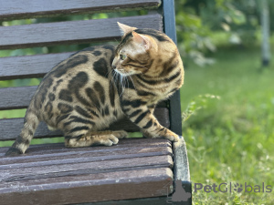 Zusätzliche Fotos: Wunderschöne Bengalkatze GrandInterChampion der Rasse