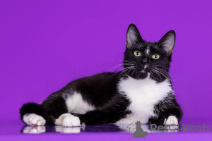 Foto №4. Ich werde verkaufen  in der Stadt Moskwa. vom kindergarten - preis - Frei