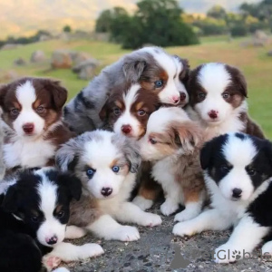 Foto №1. border collie - zum Verkauf in der Stadt Lefkada | 350€ | Ankündigung № 114384