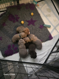 Foto №4. Ich werde verkaufen englische bulldogge in der Stadt Freiburg im Breisgau. quotient 	ankündigung - preis - 584€