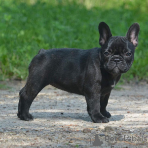 Foto №1. französische bulldogge - zum Verkauf in der Stadt Berlin | 331€ | Ankündigung № 117648