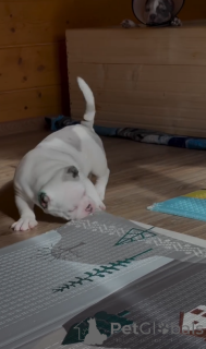 Foto №3. Familienfreundliche Pocket American Bully Welpen zum Verkauf!. USA