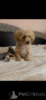 Foto №4. Ich werde verkaufen malteser, pudel (zwerg), maltipu in der Stadt Paris. züchter - preis - 2200€