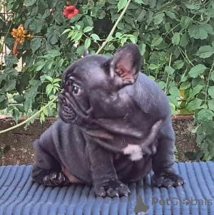 Zusätzliche Fotos: Französische Bulldogge