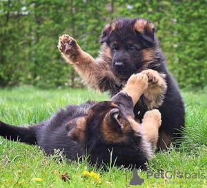 Foto №3. Deutscher Schäferhund zur Adoption. Großbritannien