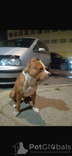 Foto №4. Ich werde verkaufen amerikanischer staffordshire terrier in der Stadt Chisinau. quotient 	ankündigung - preis - 500€