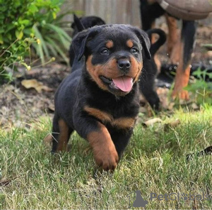 Foto №3. Rottweiler-Welpen bereit zur Adoption.whatsapp(4915210639087). Deutschland