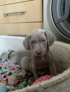 Foto №1. weimaraner - zum Verkauf in der Stadt Antwerpen | verhandelt | Ankündigung № 169649