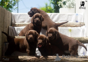 Foto №1. labrador retriever - zum Verkauf in der Stadt Čelarevo | verhandelt | Ankündigung № 114046