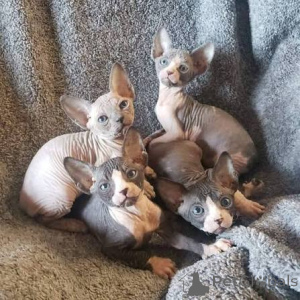 Foto №1. sphynx-katze - zum Verkauf in der Stadt Krakau | 400€ | Ankündigung № 173292