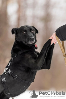 Zusätzliche Fotos: Der gute Hund Drake ist in guten Händen.