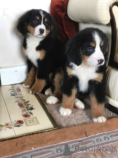 Foto №3. Berner Sennenhund-Welpen. Schweden