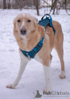 Zusätzliche Fotos: Der Hund ist in guten Händen