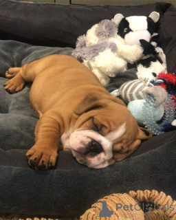 Foto №3. Englische Bulldoggenwelpen zur Adoption Verflügbar. Deutschland