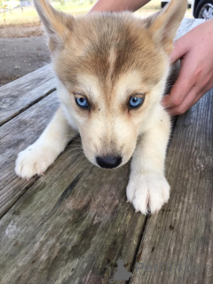 Foto №4. Ich werde verkaufen siberian husky in der Stadt Chambéry. quotient 	ankündigung - preis - 730€