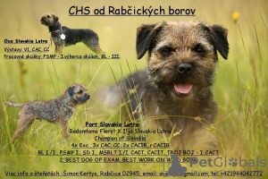 Foto №1. border terrier - zum Verkauf in der Stadt Rabczyca | 800€ | Ankündigung № 50873