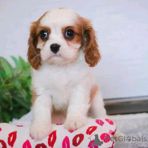 Foto №2 zu Ankündigung № 137959 zu verkaufen cavalier king charles spaniel - einkaufen Deutschland züchter