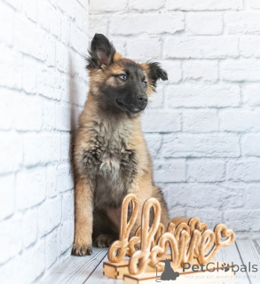 Foto №3. Michelle ist eine aktive kleine Bärin in guten Händen!. Russische Föderation