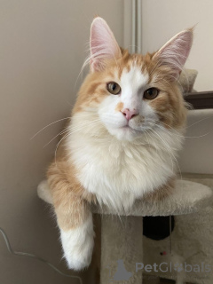 Foto №2 zu Ankündigung № 157338 zu verkaufen maine-coon-katze - einkaufen Deutschland aus dem tierheim, züchter