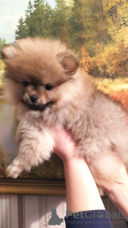 Foto №4. Ich werde verkaufen  in der Stadt Minsk. quotient 	ankündigung - preis - 308€