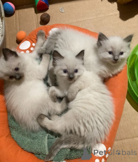 Foto №1. ragdoll-katze - zum Verkauf in der Stadt Erre | verhandelt | Ankündigung № 168303