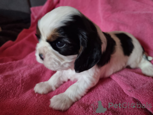 Foto №2 zu Ankündigung № 161523 zu verkaufen cavalier king charles spaniel - einkaufen Spanien quotient 	ankündigung