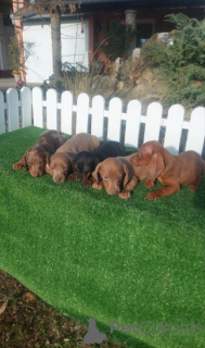 Foto №1. dackel - zum Verkauf in der Stadt Chemnitz | 750€ | Ankündigung № 160468