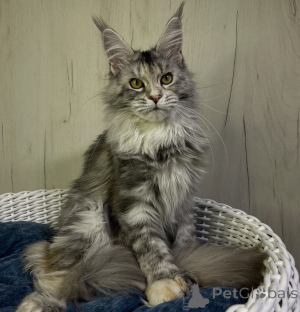 Foto №3. Maine-Coon-Kätzchen. USA