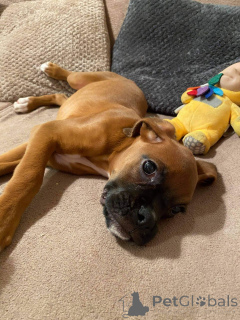 Foto №2 zu Ankündigung № 159420 zu verkaufen deutscher boxer - einkaufen Belgien quotient 	ankündigung