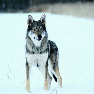 Foto №4. Ich werde verkaufen tschechoslowakischer wolfhund in der Stadt Tula. züchter - preis - Verhandelt
