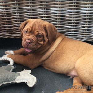 Foto №1. dogue de bordeaux - zum Verkauf in der Stadt Copenhague | 400€ | Ankündigung № 83356