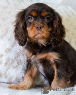 Foto №1. cavalier king charles spaniel - zum Verkauf in der Stadt Flamme | 550€ | Ankündigung № 157766