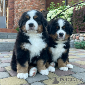 Foto №3. Bernese Mountain Dog Puppies. Deutschland