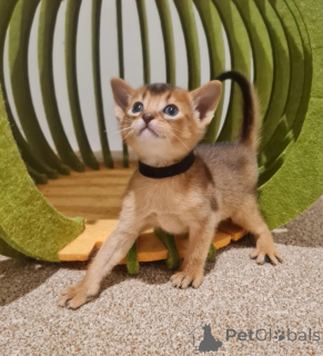 Foto №1. abessinierkatze - zum Verkauf in der Stadt Birlenbach | 350€ | Ankündigung № 178440