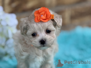 Foto №1. maltipu - zum Verkauf in der Stadt Bremen | 900€ | Ankündigung № 150187