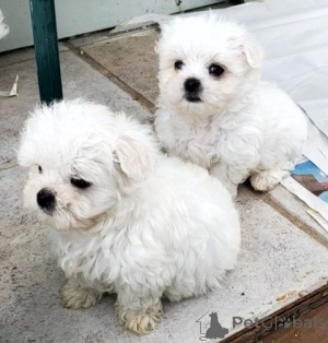 Foto №3. Reinrisie Malteserwelpen. Deutschland