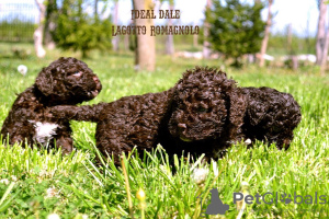 Foto №2 zu Ankündigung № 102684 zu verkaufen lagotto romagnolo - einkaufen Serbien züchter