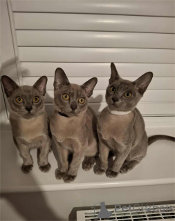 Foto №1. burma-katze - zum Verkauf in der Stadt Gebraucht | 350€ | Ankündigung № 154587