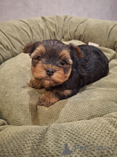 Foto №3. Reinrassige Shih Tzu-Welpen. Estland