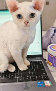 Foto №2 zu Ankündigung № 160320 zu verkaufen devon rex - einkaufen Deutschland züchter