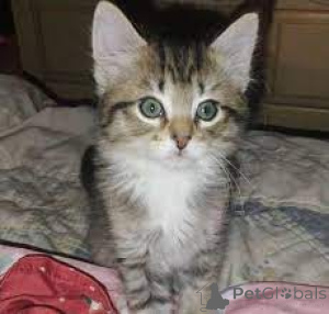 Foto №3. Ägyptische Mau-Kätzchen zu verkaufen. Frankreich