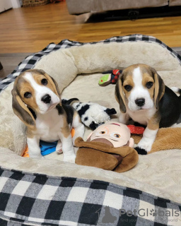 Foto №1. beagle - zum Verkauf in der Stadt Гамбург | 360€ | Ankündigung № 120605