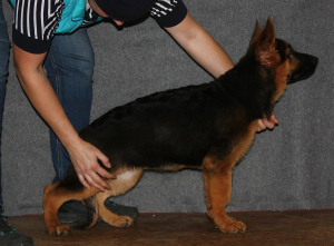 Foto №2 zu Ankündigung № 3774 zu verkaufen deutscher schäferhund - einkaufen Russische Föderation 