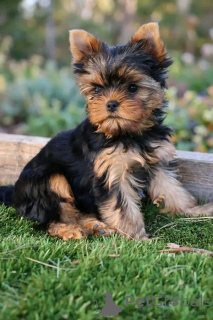 Foto №1. yorkshire terrier - zum Verkauf in der Stadt Charleroi | Frei | Ankündigung № 175686