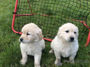 Foto №3. Wunderschöne Golden Retriever-Welpen stehen jetzt zum Verkauf. Belgien