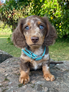 Foto №1. dackel - zum Verkauf in der Stadt Alpbach | Frei | Ankündigung № 167171