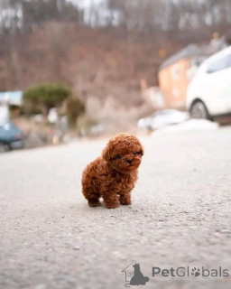 Foto №1. pudel (toy) - zum Verkauf in der Stadt Berlin | 500€ | Ankündigung № 137175