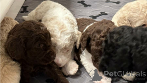 Foto №1. labradoodle - zum Verkauf in der Stadt Neukirchen am Großvenediger | verhandelt | Ankündigung № 91585