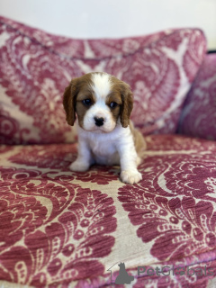 Foto №1. mischlingshund - zum Verkauf in der Stadt Destin | 298€ | Ankündigung № 139946