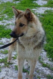 Foto №1. mischlingshund - zum Verkauf in der Stadt Ryazan | Frei | Ankündigung № 72142